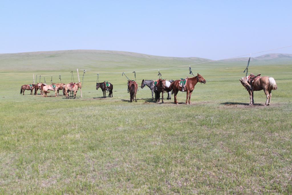 Nomad Horse Camp Guest House Nalayh Екстериор снимка